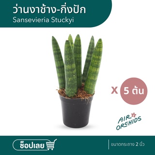 ว่านงาช้าง-กิ่งปักกระถาง 2 นิ้ว(Sansevieria Stuckyi) เซ็ต 5 ต้น