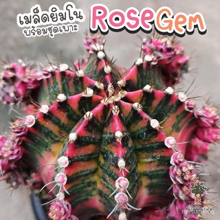 ผู้ผลิตเมล็ดพันธุ์/ชุดเพาะเมล็ด Rose Gem  (Rose Gem ผสม LB2178) กระบองเพชร/แคคตัส /อินทรีย์ คละ/อินทรีย์ คละ สวนครัว ดอก