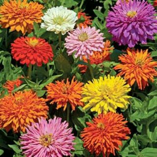 เมล็ด บานชื่นแคคตัส คละสี - Cactus zinnia flower Mix