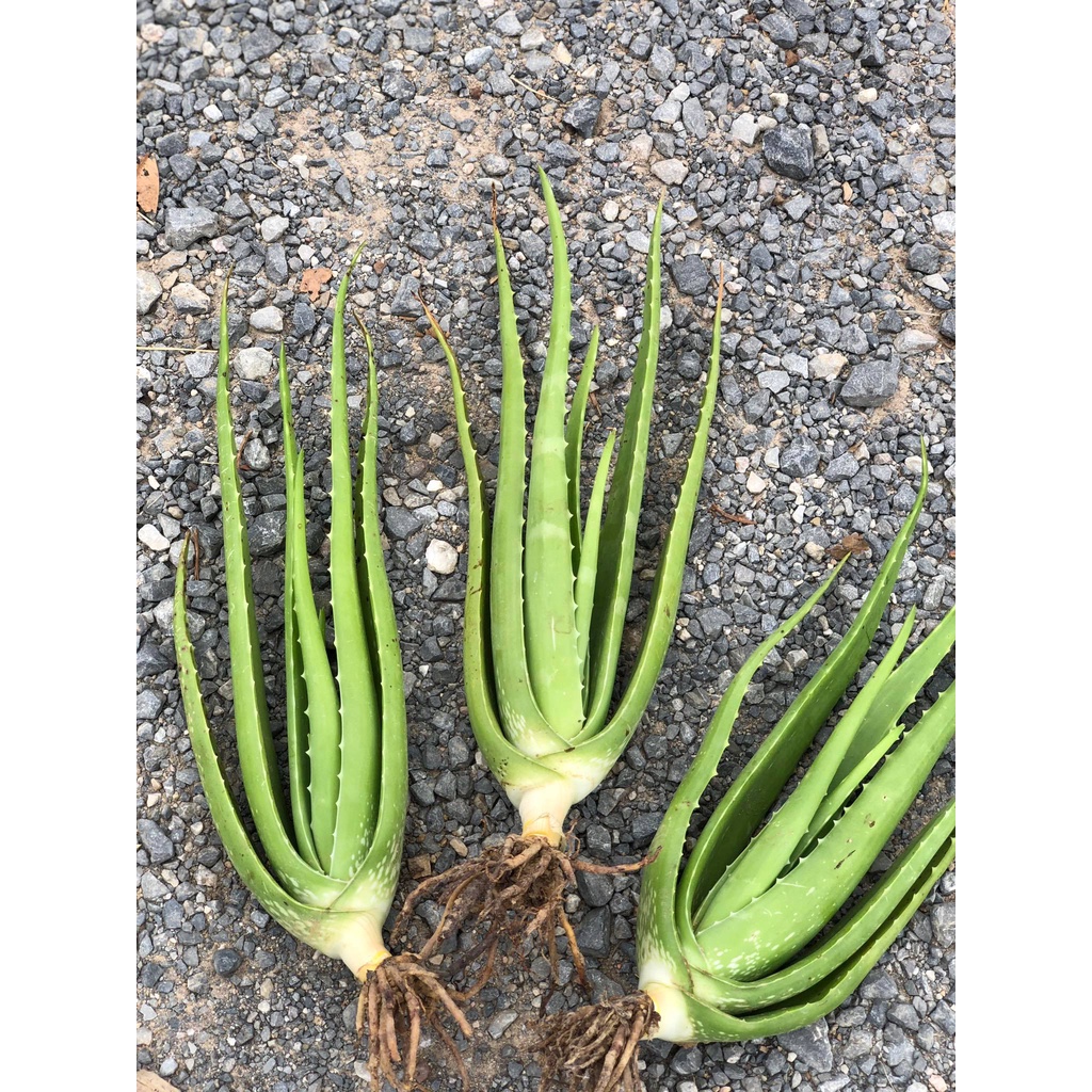 ต้นว่านหางจระเข้ สายพันธ์บาร์บาเดนซิล ขั้นต่ำ2ต้นขึ้นไป