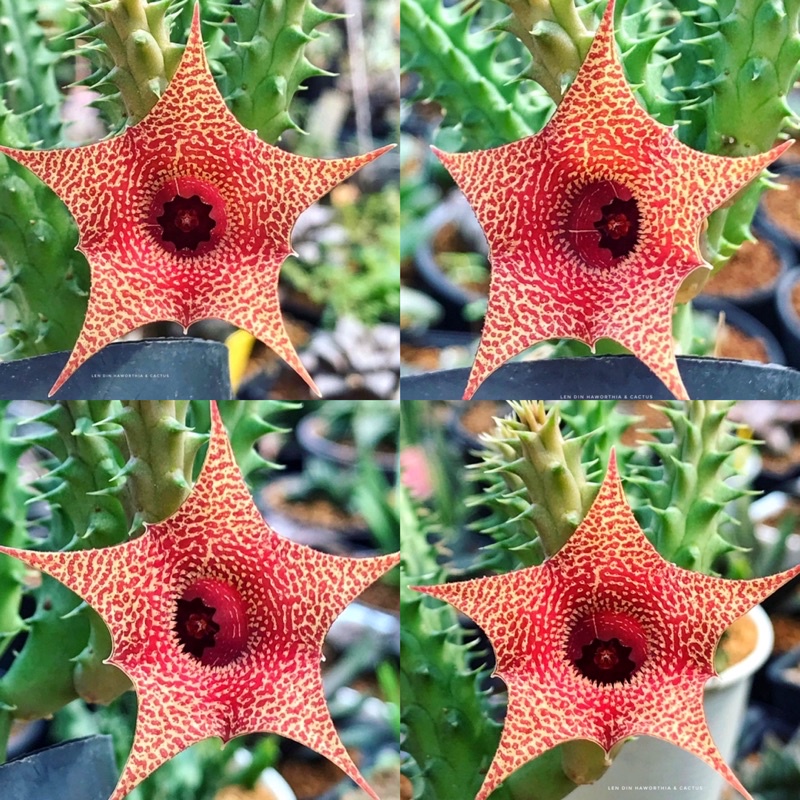 Huernia Korat Sunrise