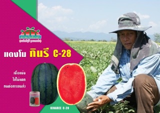 กินรี C-28 แตงโม c 28 ตราตะวันต้นกล้า แตงโมกินรี กินรี28