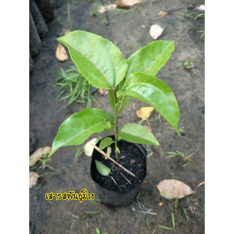 ต้นเสาวรสพันธุ์ม่วงลูกดก (ชุดละ 2 ต้น) ผลดก ติดผลเร็ว รูปที่ 3