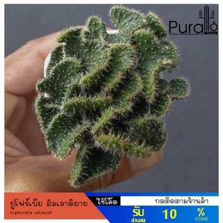 ต้นยูโฟร์เบีย อัลเลาดิอาย Euphorbia Alluaudii #Euphorbia #ไม้โขด #cactus