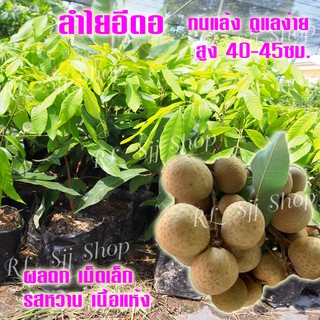 ต้นลำไยอีดอ 1 ต้น กิ่งตอนพันธุ์แท้พร้อมปลูก สินค้าพร้อมส่ง