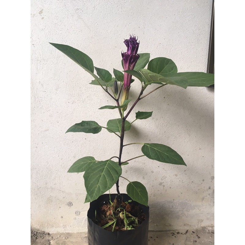 ต้นลำโพงกาสลัก มีสีม่วง สีขาว สีเหลือง ความสูงประมาณ 30-40 ซม.
