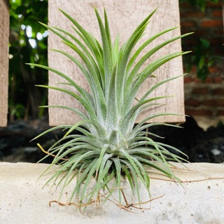 ทิลแลนเซีย Ionantha พืชอากาศ