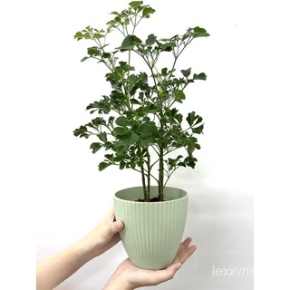 Dr Green Indoor Plant - Polycias Fruticosa / Ming Aralia / Indoor plant (50-60cm)头饰/裙子/花园/鲜花/seeds/文胸/男装/手链/儿童/木瓜/ ASRP