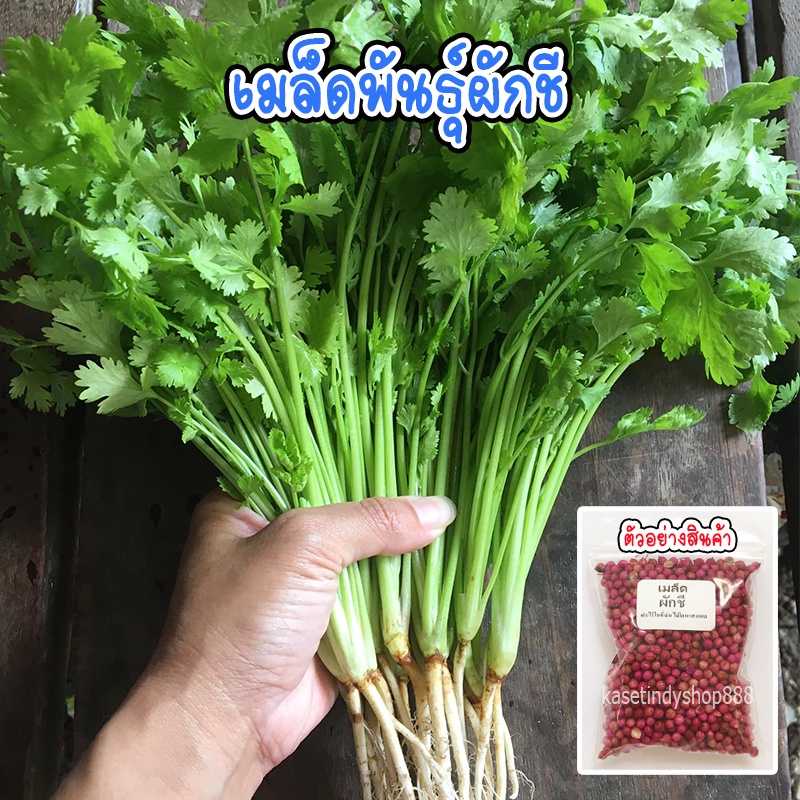 เมล็ดพันธุ์ ผักชี ผักชีหอม ผักชีไทย 10 กรัม 8 บาท [10 แถม 1 คละได้]