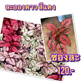 เมล็ดพันธุ์ละอองดาวสีชมพู 1 ซองบรรจุ 100 เมล็ดความงอก 85 ถึง 95%