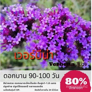 ผู้ผลิตเมล็ดพันธุ์/เมล็ดพันธุ์ ดอกเวอร์บีน่า 250 เมล็ด เวอร์บีน่า Verbena ✅ราคาถูกปลูกง่าย ดอกส/ขายดี พันธุ์ อินทรีย์ 5V