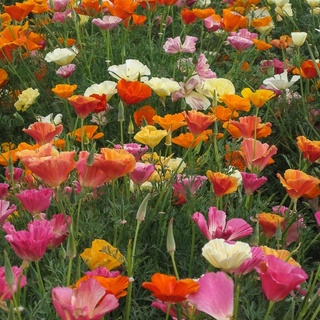 เมล็ดพันธุ์ แคลิฟอร์เนียป็อปปี้ Eschscholzia Californica California poppy 200 เมล็ด เมล็ดพันธุ์นำเข้าจาก อังกฤษ