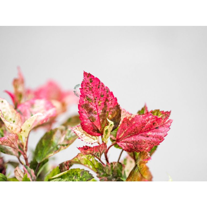 Hibiscus rosa-sinensis 'Tricolor' ชบาด่าง 3 สี