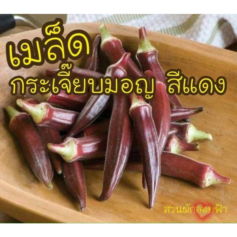 เมล็ดพันธุ์ กระเจี๊ยบมอญ สีแดง 5 เมล็ด10บาท Red Burgundy Okra Seed เมล็ดพันธุ์แท้นำเข้าจากต่างประเทศ