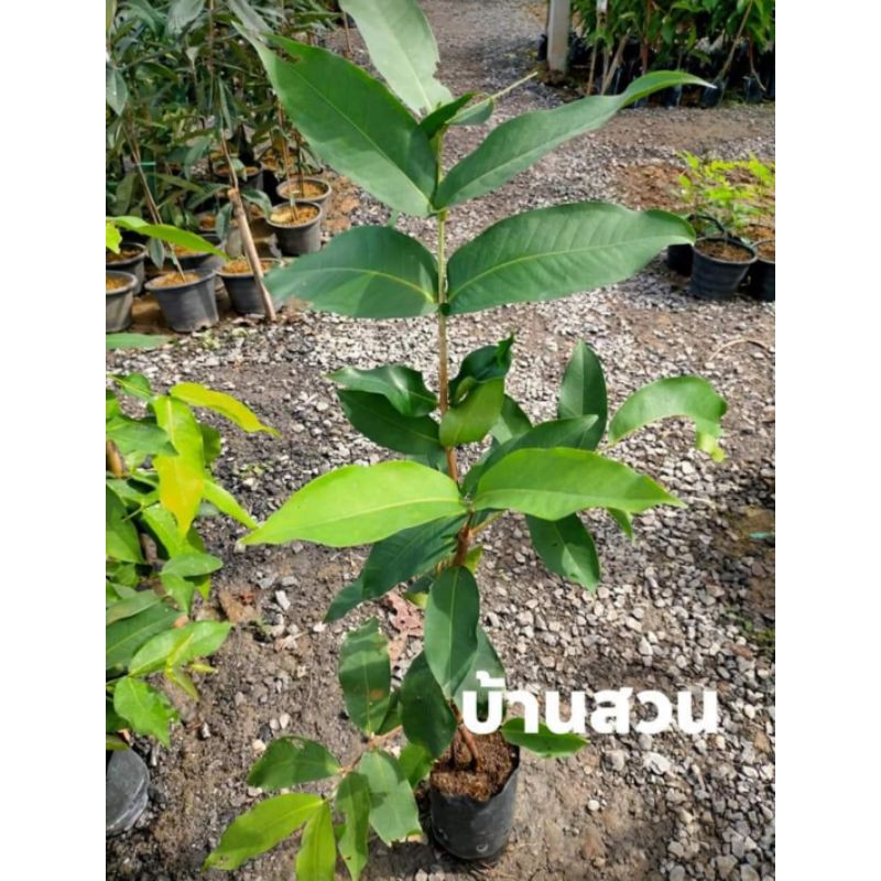ต้นชมพู่ พันธุ์เพชรสามพราน ต้นกิ่งตอน สูง 70-90 ซม.