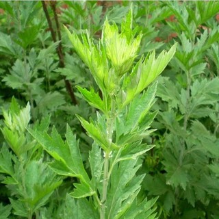 เมล็ดโกฐจุฬาลัมพาสำหรับสี่ฤดูกาลปลูก mugwort ป่าป่ากลุ้ม ...