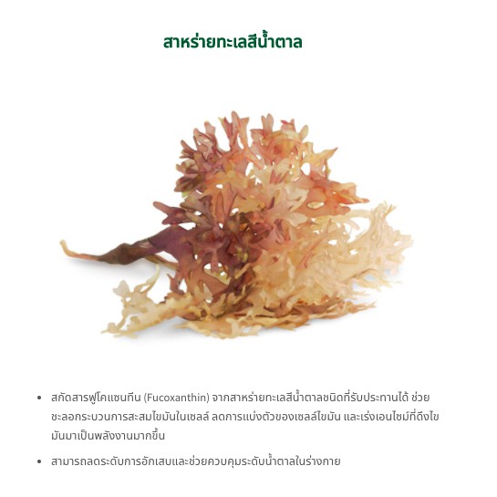 Green Tea Plus and Calow Nutrilite Amway กรีนทีพลัส ชาเขียว สารสกัดจาก ถั่วขาว นิวทริไลท์ แอมเวย์ อาหารเสริม ออกกำลังกาย - รูปที่ 4