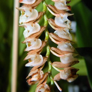 เอื้องกาบดอก,เอื้องหางกระดิ่ง เอื้องสายสร้อย Pholidota imbricata