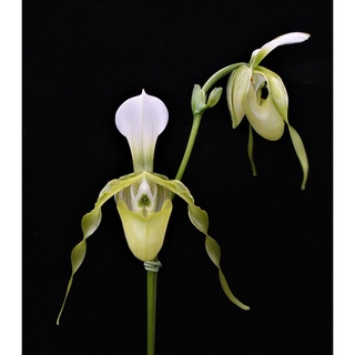 กล้วยไม้รองเท้านารีเชียงดาว Paphiopedilum dianthum 1 ต้น