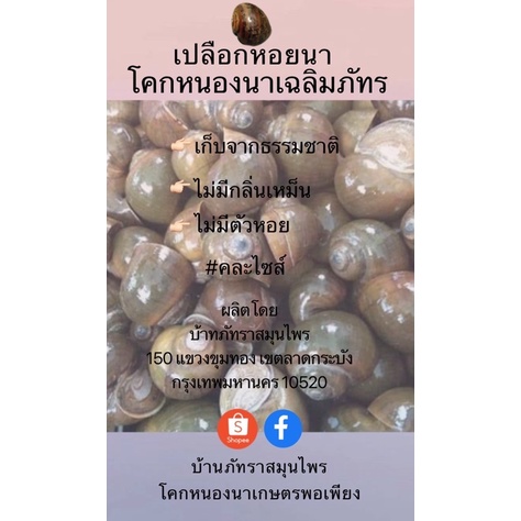 หอย เปลือกหอย ยกแพ็ค 10 ชิ้น เปลือกหอยนา รอบวง 4-6 นิ้ว คละขนาด เปลือกหอยแท้ สีธรรมชาติ ล้างทำความสะอาด
