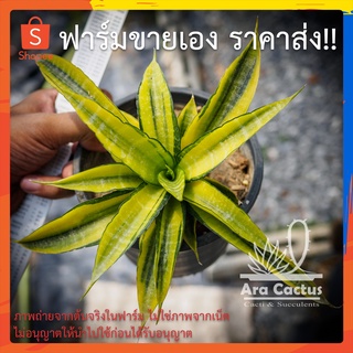 สวนขายเอง! ลิ้นมังกรคอร์โดว่าด่าง Sansevieria cordova variegata  ไซส์กระถาง 4 นิ้ว ต้นไม้ประดับ อวบน้ำ ไม้ฟอกอากาศ