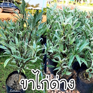 ต้นขาไก่ด่าง☘ต้นสวยๆพร้อมส่ง(รับประกันสินค้าชำรุดเครมฟรี)