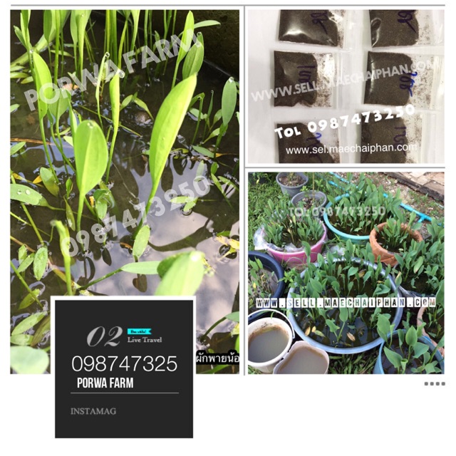 เมล็ดพันธุ์ผักพายน้อย 16,000 เมล็ดพันธุ์ เมล็ดพันธุ์ ผักพายน้อย