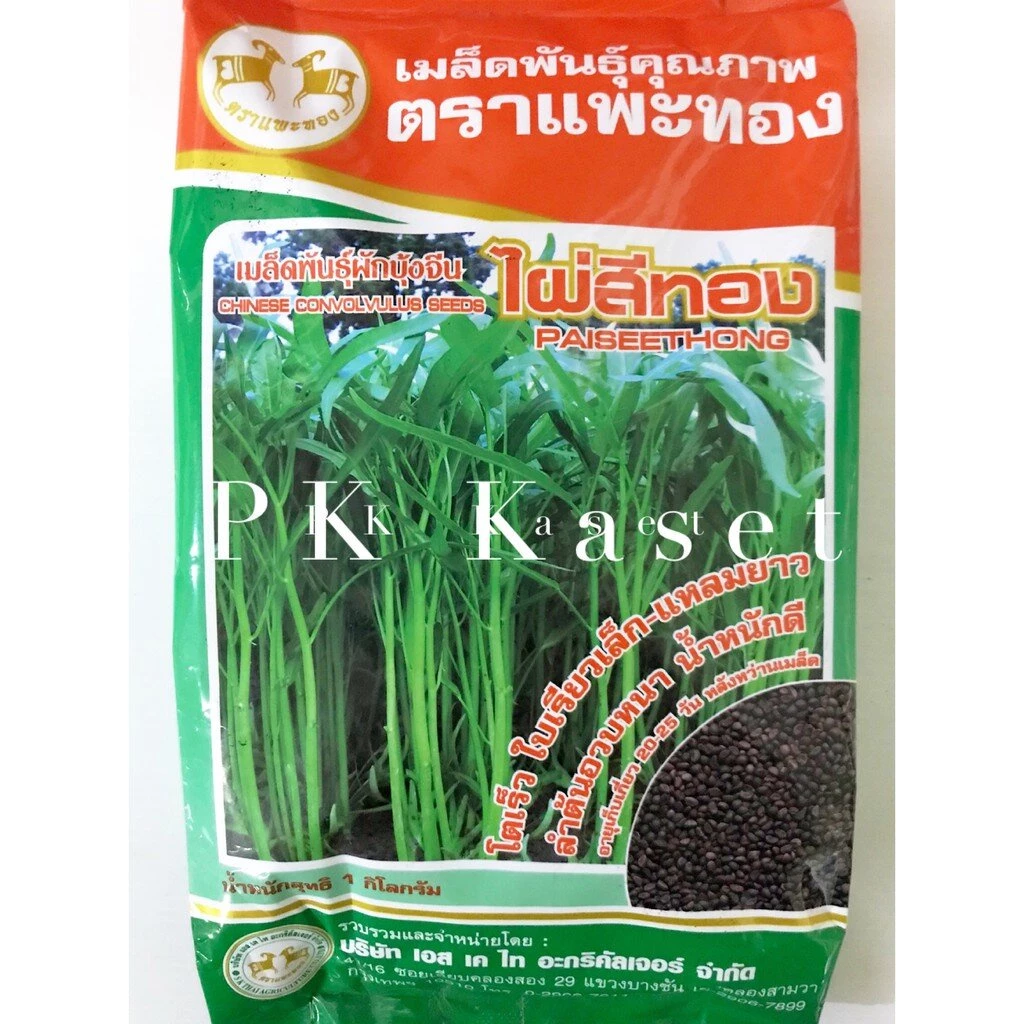 เมล็ดผักบุ้ง ไผ่สีทอง 1 kg ผักบุ้ง แพะทอง โตเร็ว ใบเรียวเล็ก แหลม-ยาว ลำต้นอวบหนา ของใหม่