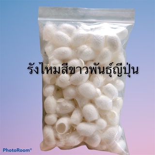 รังไหมสีขาวไซส์ใหญ่ รังไหมสีขาวญี่ปุ่น ไม่ลอกไย รังไหมคุณภาพดี