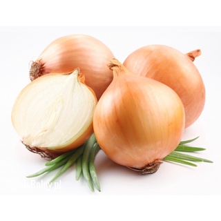 100 เมล็ด เมล็ดหอมหัวใหญ่ สายพันธุ์ หอมใหญ่ Wolska  Onion seeds