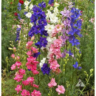 เมล็ด ดอกอิมพีเรียล ร็อคเก็ต ลาร์คสปอร์ คละสี - Imperial Rocket Larkspur Flower