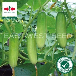 ศรแดง เมล็ดพันธุ์แตงกวา ไมโครซี 306 F1 (East West Seed) เมล็ดพันธุ์ผัก เมล็ดพันธุ์ ผักสวนครัว ตราศรแดง