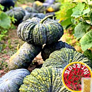 เมล็ดฟักทอง (Pumpkin seeds) ฟักทองเชียงทอง 10 เมล็ด เมล็ดพันธุ์ผัก เมล็ดพันธุ์ ผักสวนครัว 11PT