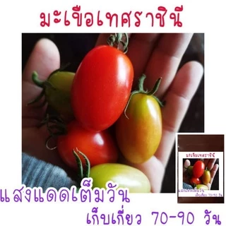 30 เมล็ด มะเขือเทศราชินี เมล็ดพันธุ์มะเขือเทศ เมล็ดพันธุ์มะเขือเทศราชินี