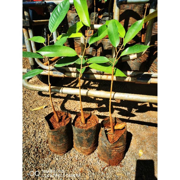 ต้นพันธุ์ทุเรียนหมอนทองจันทบุรี(เสียบยอด)​🍁ถุงเบอร์7🍁ซื้อ10ต้นแถม1​ต้น