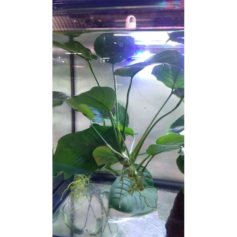 ต้นใม้น้ำอนูเบียสขนาดใหญ่ สูง 30 cm(ลาคา200บาท)