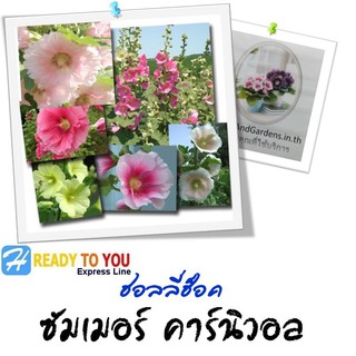 ฉัตรทอง (Hollyhock) ฮอลลี่ฮ็อค ซัมเมอร์ คาร์นิวอล 25 เมล็ด (จาก Homeandgardends)