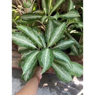 อโกลนีมา บัลลังค์เงิน Aglaonema sp. ‘Banlangngoen ส่งพร้อมกระถาง 6 นิ้ว