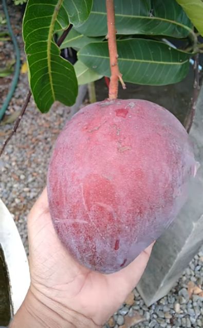 กิ่งพันธุ์มะม่วงหงจู่(ไข่มุกแดง) กิ่งทาบ สูง 80 ซม. เป็นพันธุ์มะม่วงจากไต้หวัน