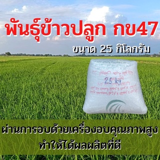 พันธุ์ข้าวปลูก กข47 เมล็ดพันธุ์ ข้าวปลูก กข47 เมล็ดพันธุ์ข้าว พันธุ์ข้าว กข.47 ให้ผลผลิตดี (25 กิโล)