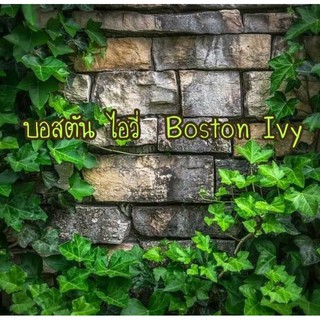 เมล็ดบอสตัน ไอวี่  Boston Ivy   20 เมล็ด  เมล็ดไม้เลื้อย  เมล็ดนำเข้าแท้