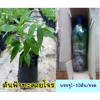 🌳ส่งไว🌳 ฟ้าทะลายโจร ต้น ฟ้าทลายโจร สมุนไพรไทย