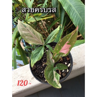 เงินไหลมาด่างชมพู syngonium pink splash