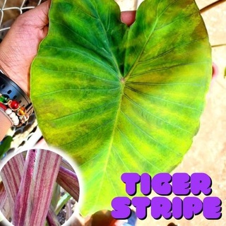 1 ต้น Colocasia Tiger Stripe บอนลายเสือ บอนป่าหายาก ลายต้นสวยชัด ลายใบโดดเด่น ปลูกประดับสวยงาม ส่งแบบตัดใบ