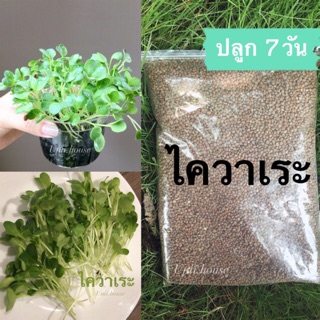 🌟🌱เมล็ดไควาเระ ต้นอ่อนผักกาด(หัวไชเท้า) ไมโครกรีน super food