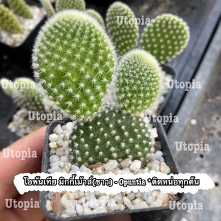 โอพันเทีย หูกระต่ายขาว *ติดหน่อทุกต้น (Opuntia) / มิกกี้เม้าส์ แคคตัส กระบองเพชร