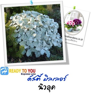 ละอองเงิน (Dusty Miller) ดัสตี้ มิลเลอร์ นิวลุค 25 เมล็ด (จาก Benary beauty inside)