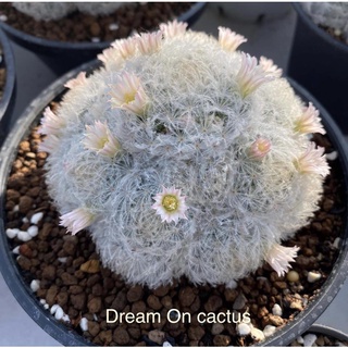 แคคตัส แมมขนนกขาว ดอกขีดชมพู แมมมิลาเรีย cactus Mammillaria ฟอร์มกอ