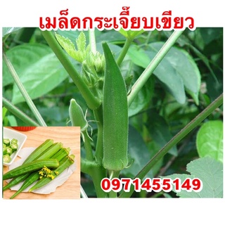 เมล็ดพันธ์กระเจี๊ยบเขียว