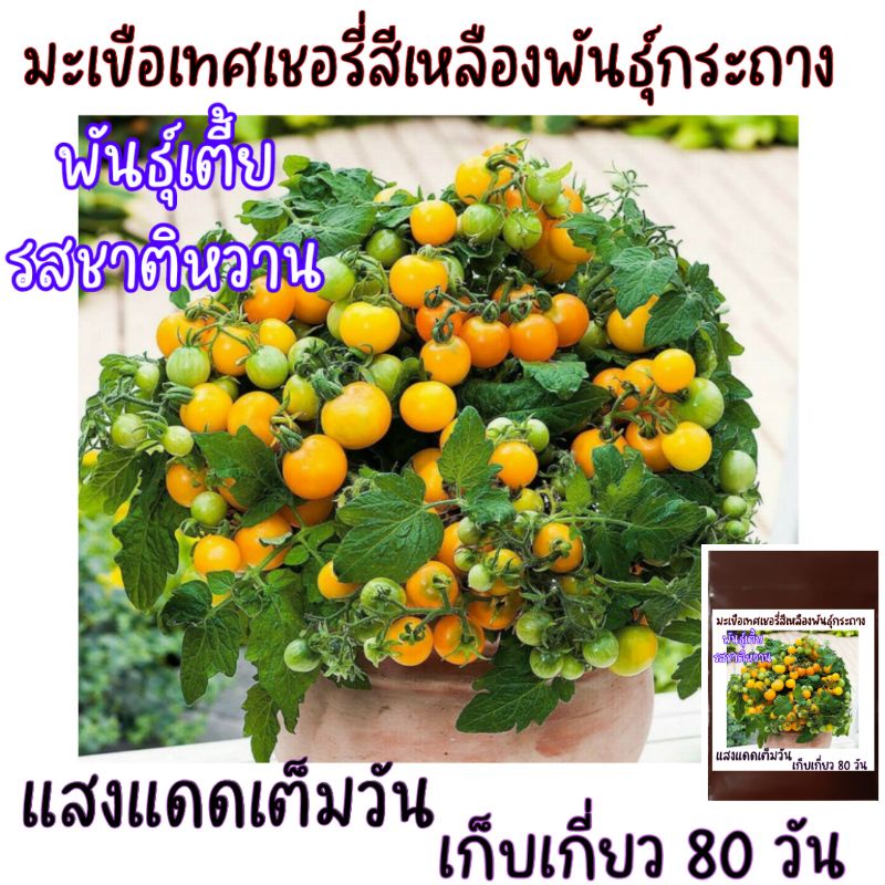 เมล็ดปลูกต่อได้ บรรจุ 15เมล็ด มะเขือเทศเชอรี่สีเหลืองพันธุ์เตี้ย พันธุ์กระถาง